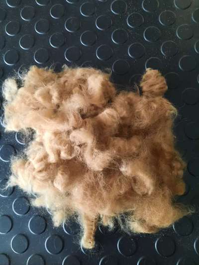 Alles rund um den Pudel-Beitrag-Bild