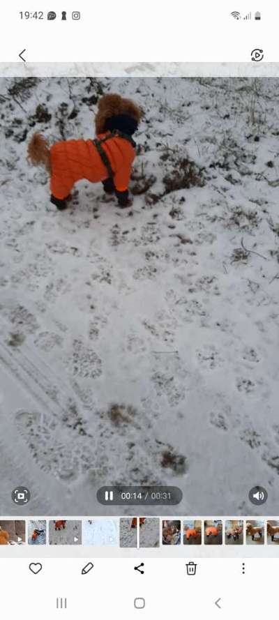 Alles rund um den Pudel-Beitrag-Bild