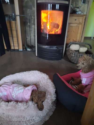 Alles rund um den Pudel-Beitrag-Bild