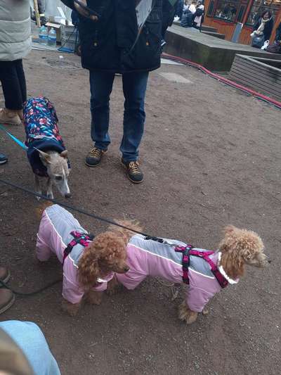 Alles rund um den Pudel-Beitrag-Bild