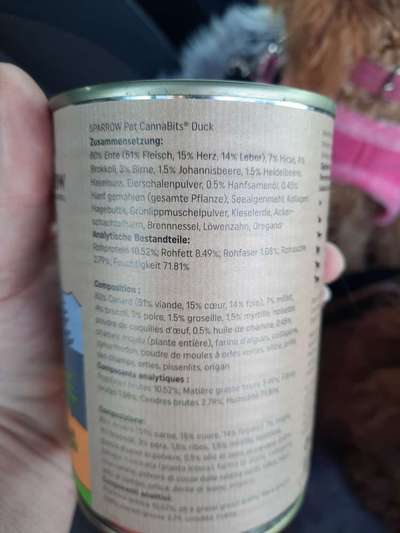 Alles rund um den Pudel-Beitrag-Bild