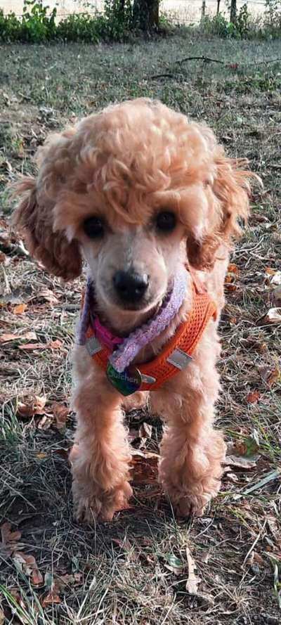 Alles rund um den Pudel-Beitrag-Bild