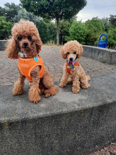 Alles rund um den Pudel-Beitrag-Bild