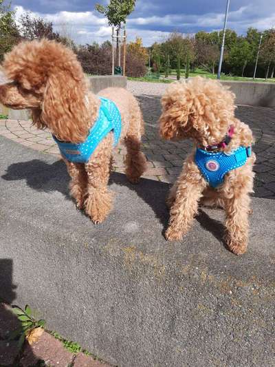 Alles rund um den Pudel-Beitrag-Bild