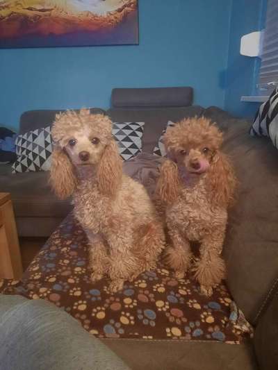 Alles rund um den Pudel-Beitrag-Bild