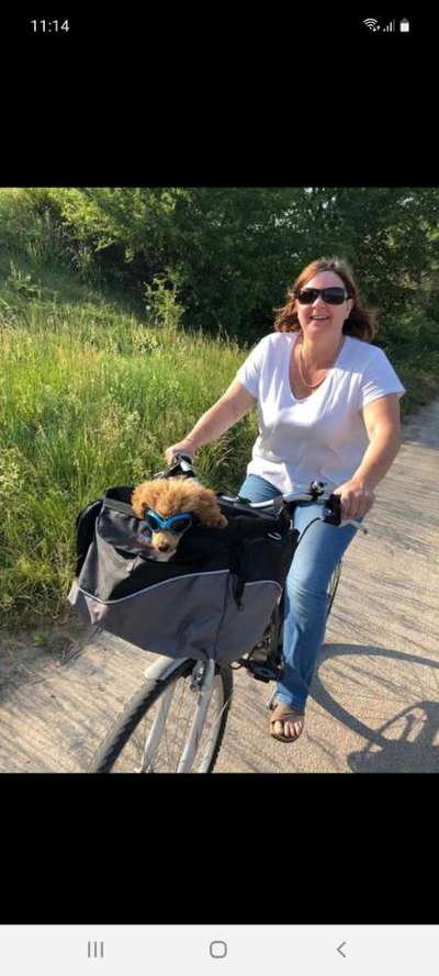 Alles rund um den Pudel-Beitrag-Bild