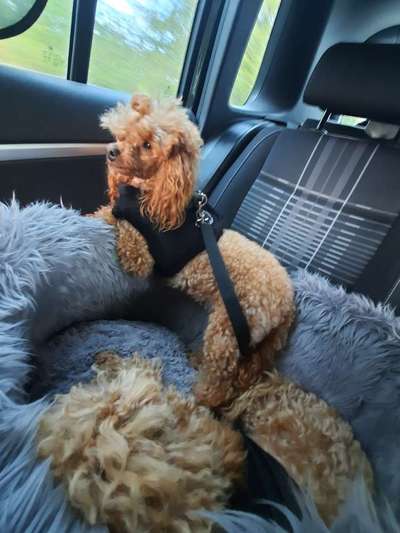 Alles rund um den Pudel-Beitrag-Bild