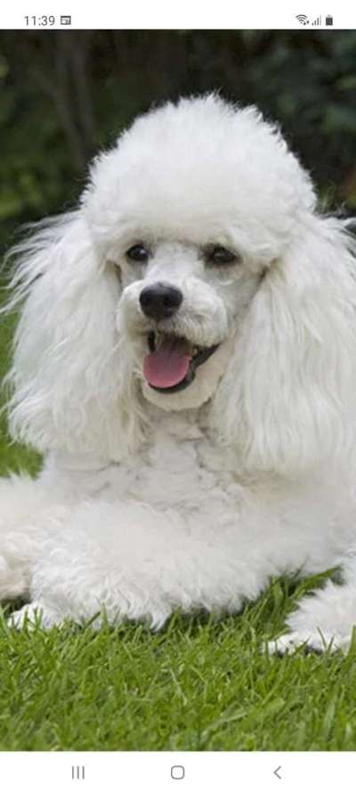 Alles rund um den Pudel-Beitrag-Bild