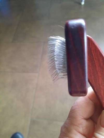 Alles rund um den Pudel-Beitrag-Bild