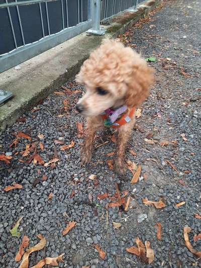 Alles rund um den Pudel-Beitrag-Bild