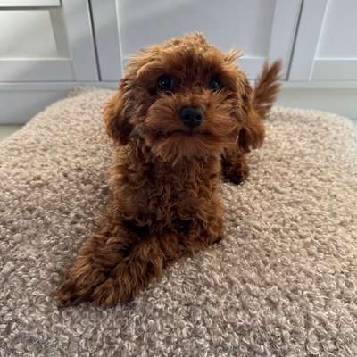 Hundetreffen-Suche Spiel-/Gassitreffen-Bild