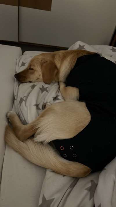 Verhalten nach Kastration meiner Hündin-Beitrag-Bild