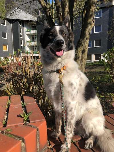 Hundetreffen-Trainingspartner gesucht-Bild