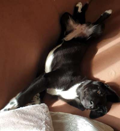 Die Dogorama Wochen Challenge-Beitrag-Bild