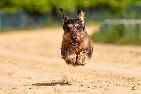 Foto Challenge Nr. 137 - Lass die Ohren fliegen-Beitrag-Bild