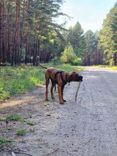 Rhodesian Ridgeback-Beitrag-Bild