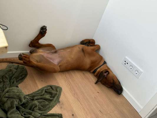 Rhodesian Ridgeback-Beitrag-Bild