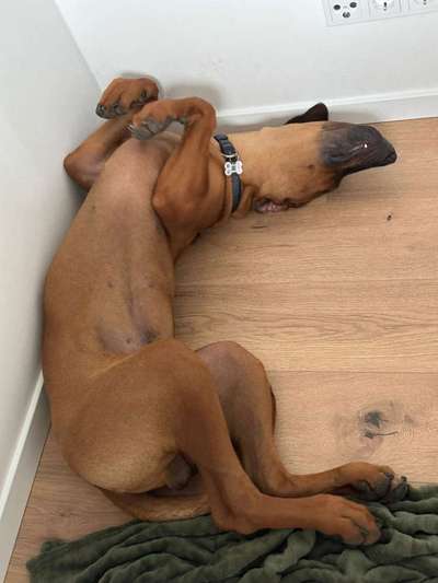 Rhodesian Ridgeback-Beitrag-Bild