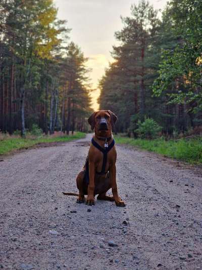 Rhodesian Ridgeback-Beitrag-Bild