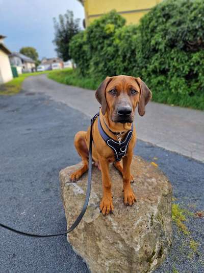Rhodesian Ridgeback-Beitrag-Bild