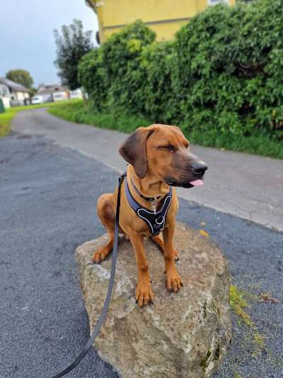Rhodesian Ridgeback-Beitrag-Bild