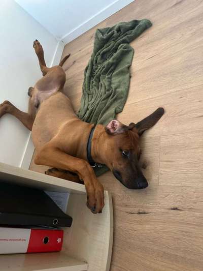Rhodesian Ridgeback-Beitrag-Bild