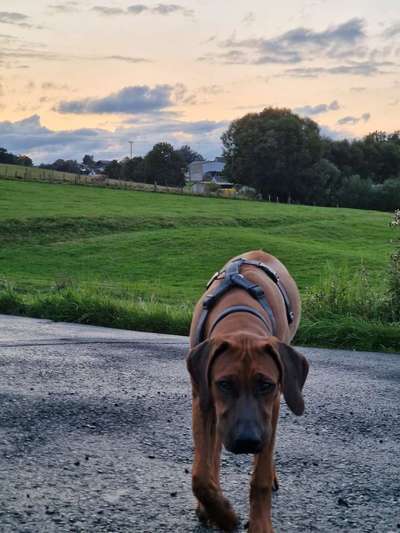 Rhodesian Ridgeback-Beitrag-Bild