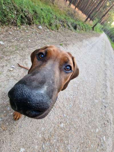 Rhodesian Ridgeback-Beitrag-Bild