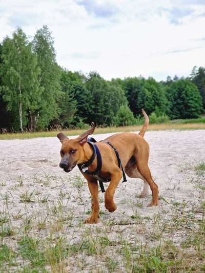 Rhodesian Ridgeback-Beitrag-Bild