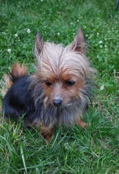 Suchmeldung-Leila-Bild