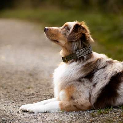 Hundetreffen-Hundebegegnungen / Social Walk-Bild