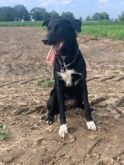 Die Dogorama Kalender Challenge Titelbild-Beitrag-Bild