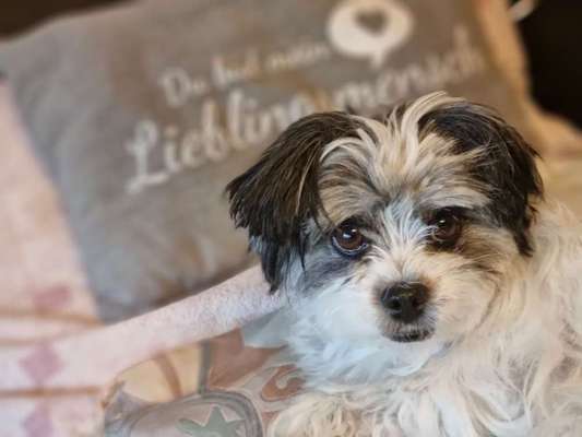 Mischlingshunde Foto Aufruf-Beitrag-Bild