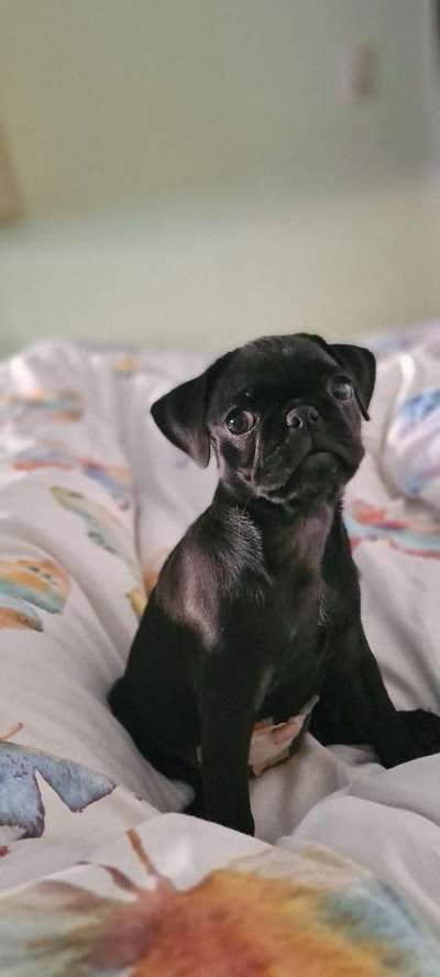 Foto-Challenge: Der schmollende Hund-Beitrag-Bild