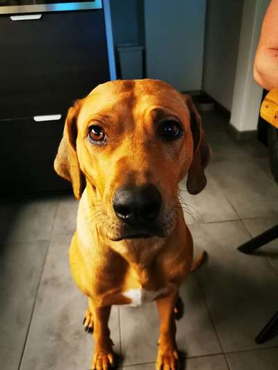 Rhodesian Ridgeback-Beitrag-Bild