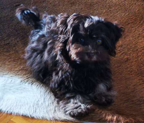 Welpen Bilder !-Beitrag-Bild