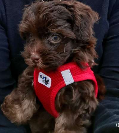 Welpen Bilder !-Beitrag-Bild