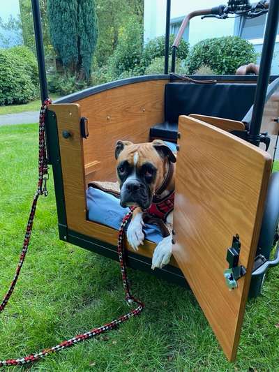 Fahrrad-Anhänger für Hunde oder Lastenrad?-Beitrag-Bild