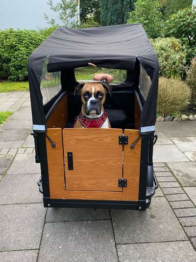 Fahrrad-Anhänger für Hunde oder Lastenrad?-Beitrag-Bild