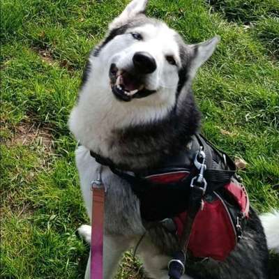 Suchmeldung-Lupin-Bild