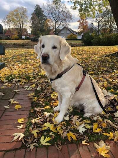 Herbst🍁-Beitrag-Bild