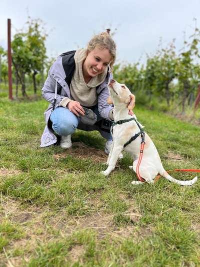 Hundetreffen-Junghunde Treffen zum Spielen / Spazieren-Bild