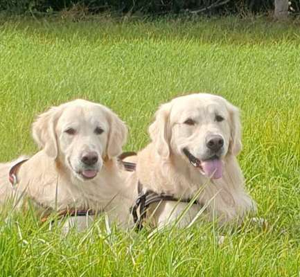 Wo sind die Golden Retriever Liebhaber?-Beitrag-Bild