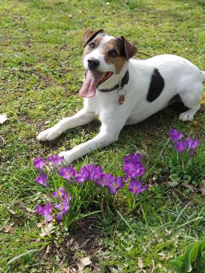 Die Dogorama Monats Challenge "Es grünt und blüht"-Beitrag-Bild