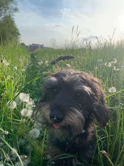 Hundetreffen-Hundetreffen für Spiel und Spaziergang-Bild