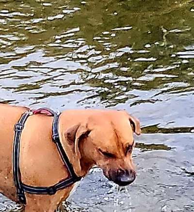 Hundeauslaufgebiet-Wasserstelle Niederaden-Bild