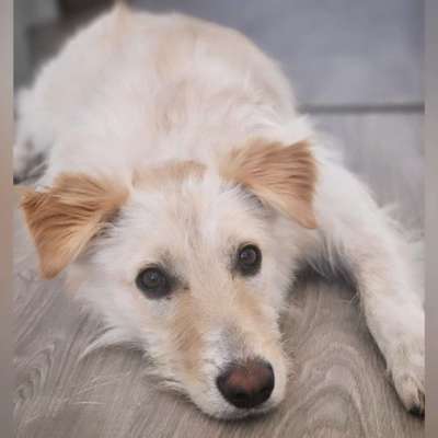 Hundetreffen-Spaziergänge/Hundefreilauffläche ect.-Bild