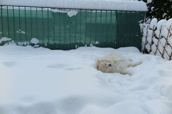 Schneehund-Beitrag-Bild