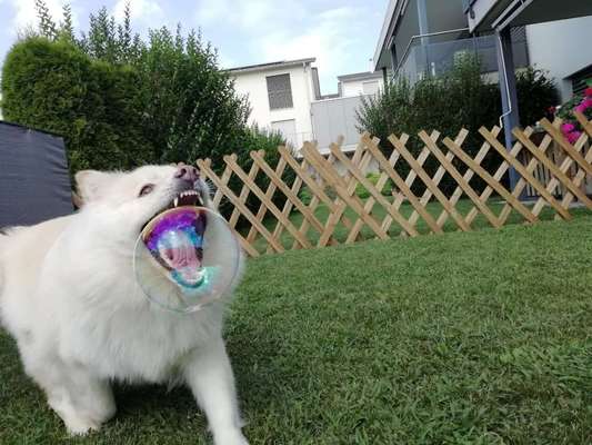 Zeige das lustigste Bild eures Hundis-Beitrag-Bild