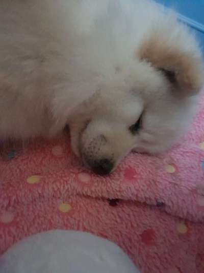 Welpen Bilder !-Beitrag-Bild